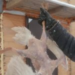 The attachments clean poultry carcasses fairly quickly and with minimal damage.